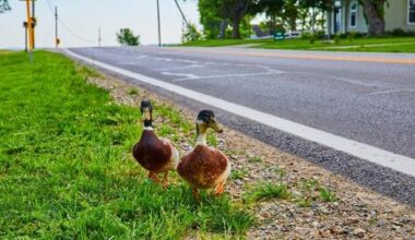 What happens to wildlife when Israel’s roads fall silent on Yom Kippur?