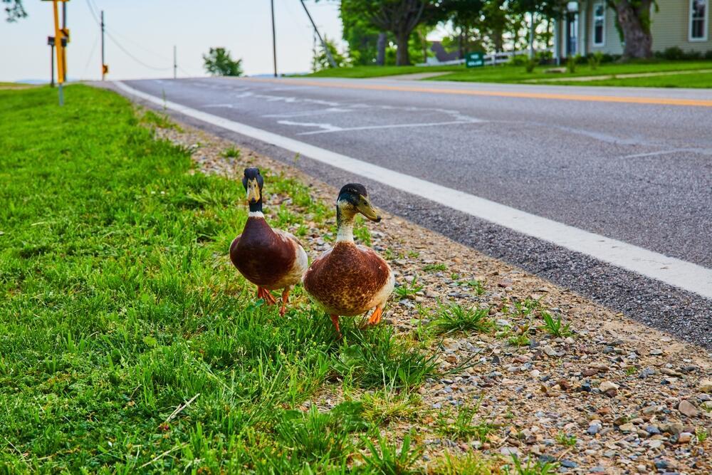 Two mallards near an empty road (Photo: Nicholas J Klein/Shutterstock) שני ברווזים ממין ברכיה, סמוך לכביש ריק