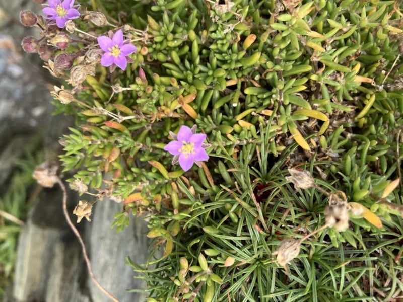 Plant spotted on Emlagh strand. Photograph: Barry Porter