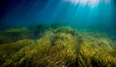 Scientists Studied 2,580 Ocean Heatwaves And Found A Hidden Source Of Heat They Had Been Missing
