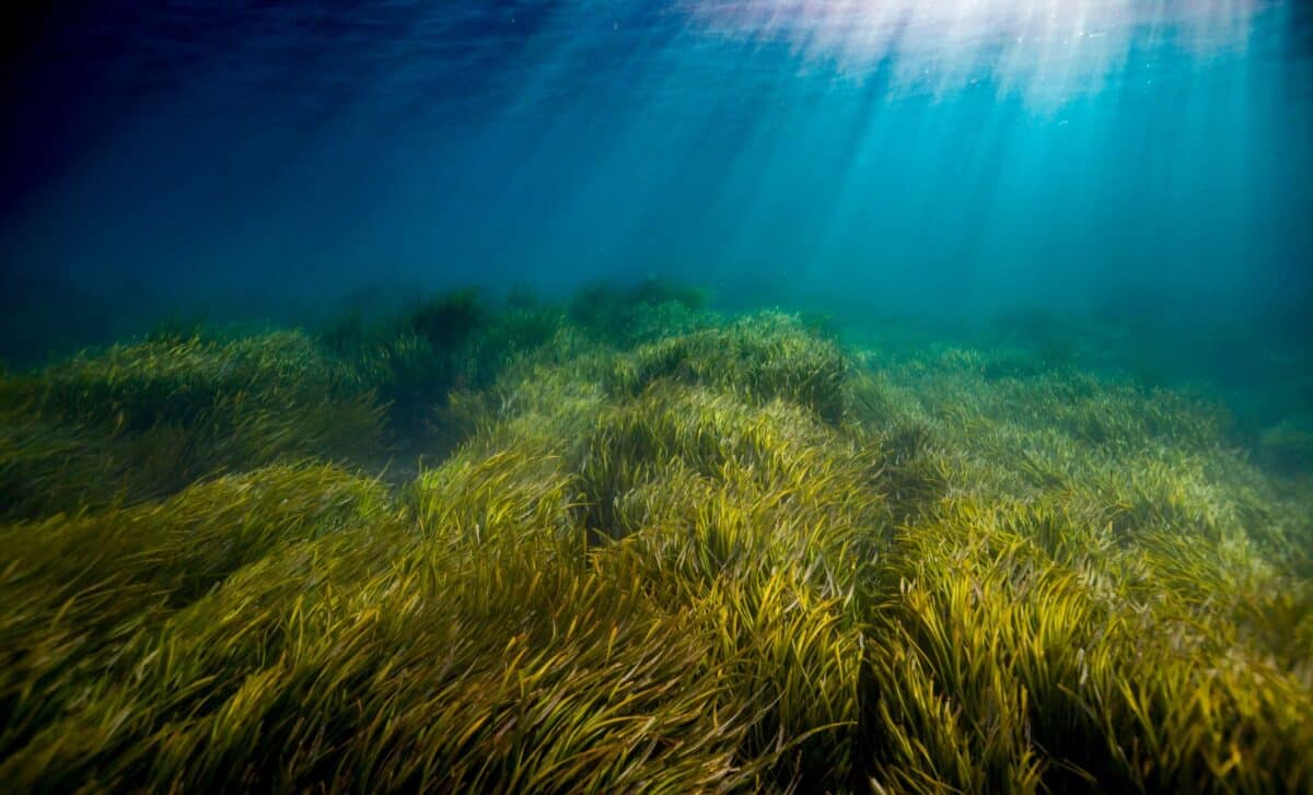 Scientists Studied 2,580 Ocean Heatwaves And Found A Hidden Source Of Heat They Had Been Missing