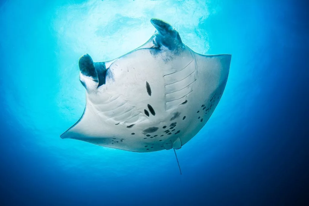A manta ray in the Maldives (Donovan Lewis)