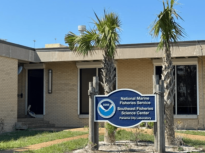 pelican rescue