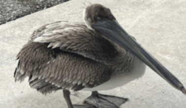 Injured Pelican Goes to the Right Place for Remarkable Rescue