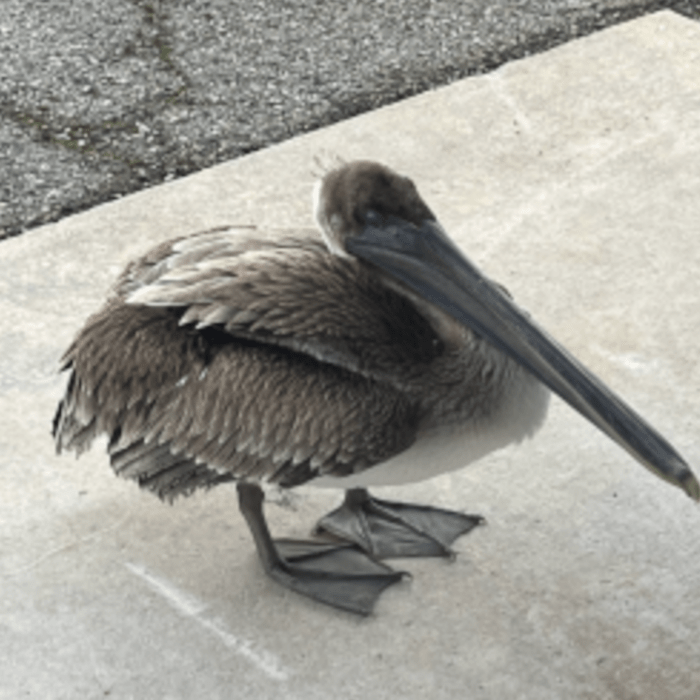 Injured Pelican Goes to the Right Place for Remarkable Rescue