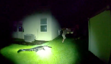 Manatee deputies get surprise from alligator in backyard