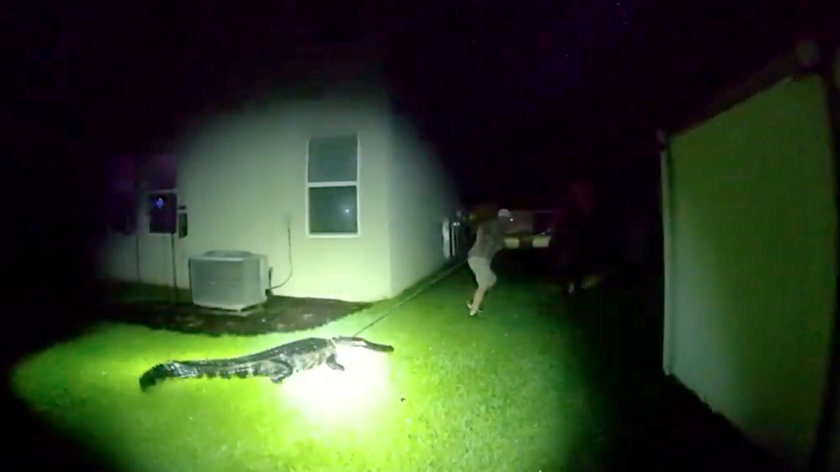Manatee deputies get surprise from alligator in backyard