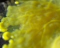 Slime mould in plasmodial stage growing on a circuit board. Video: The Invisible Highway/Getty