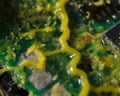 Slime mould plasmodium vein pulsating on a circuit board. Video: The Invisible Highway/Getty
