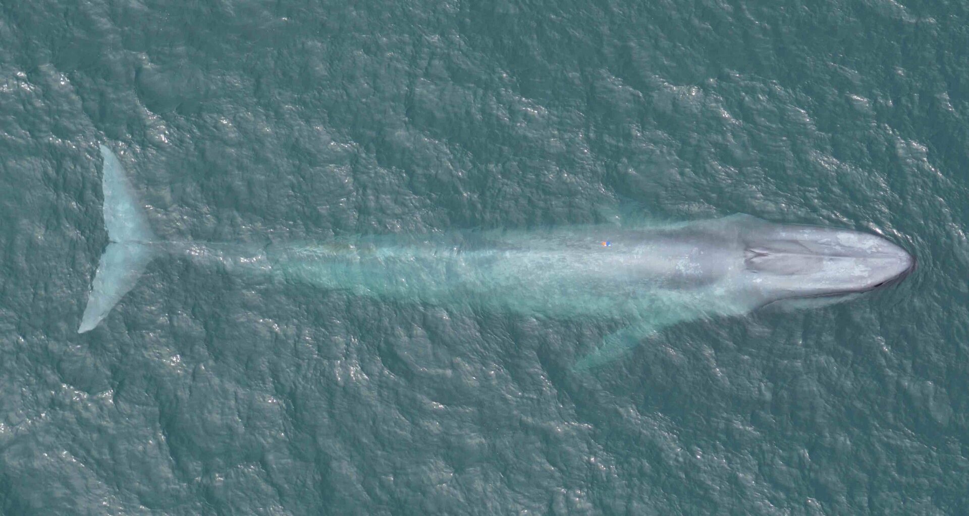 Matters of the heart: what's a blue whale's heartbeat telling us?