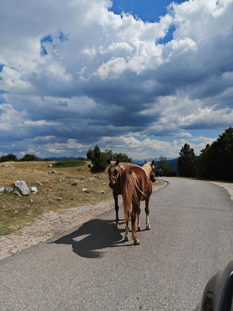 Two horses wandering on an empty road (Photo: Alexmontetravel/Shutterstock) שני סוסים משוטטים על כביש ריק