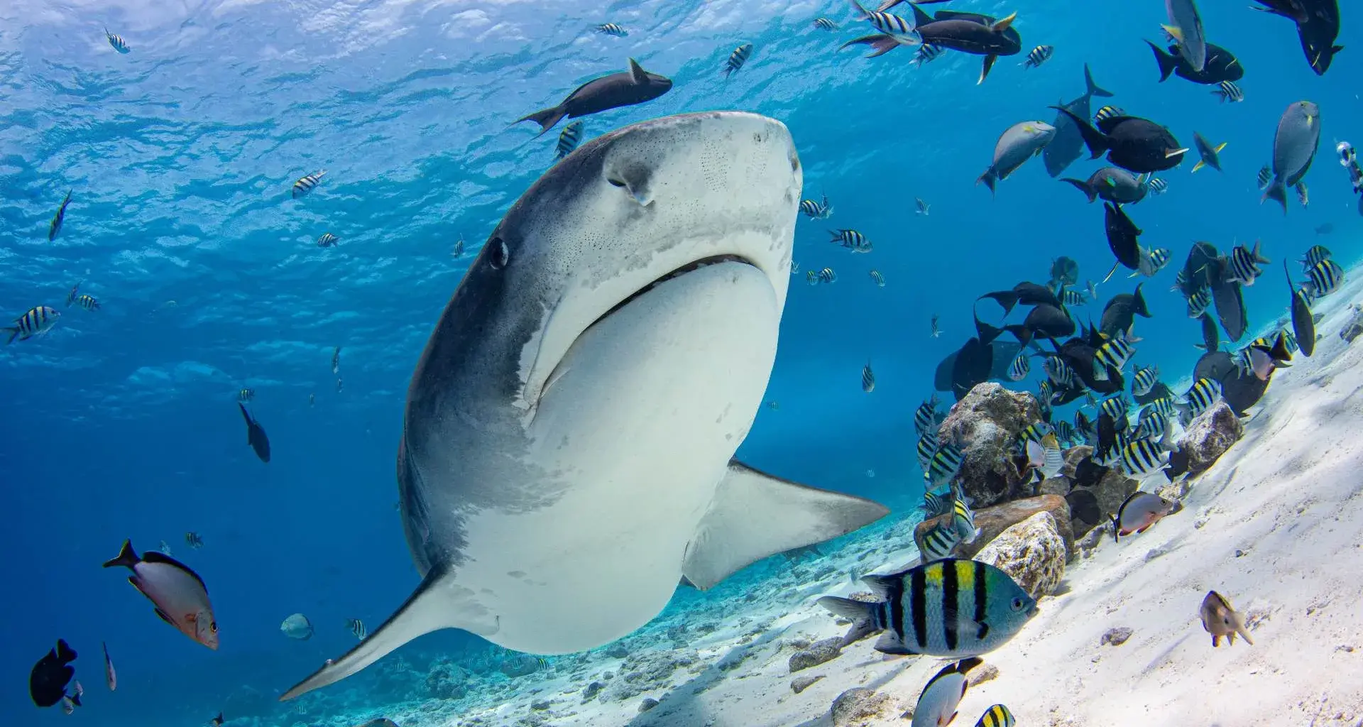 Tiger shark (Donovan Lewis) 