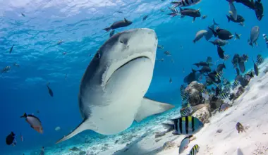 Tiger shark (Donovan Lewis) 