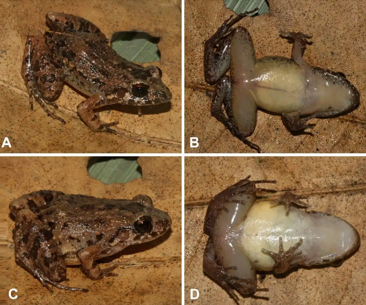 The Images Show Dorsal And Ventral Views Of Adenomera Varcena
