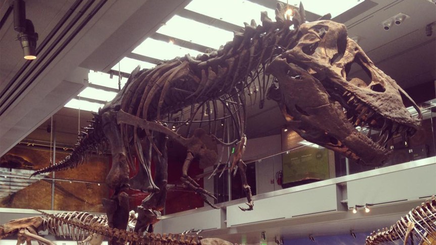 A photograph of Thomas, one of the best specimens of the T. rex on display anywhere in the world.
