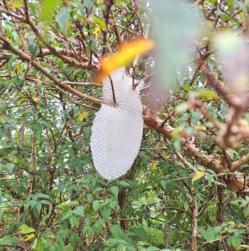 Single beginning comb of a honeybee colony. Photograph: Paul Dunne