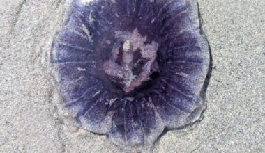 Jolt from the blue: It’s a jellyfish − of course it stings – The Irish Times