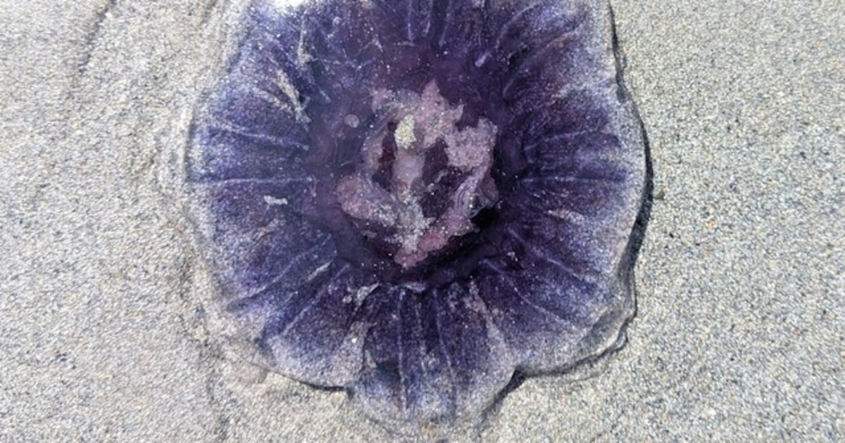 Jolt from the blue: It’s a jellyfish − of course it stings – The Irish Times
