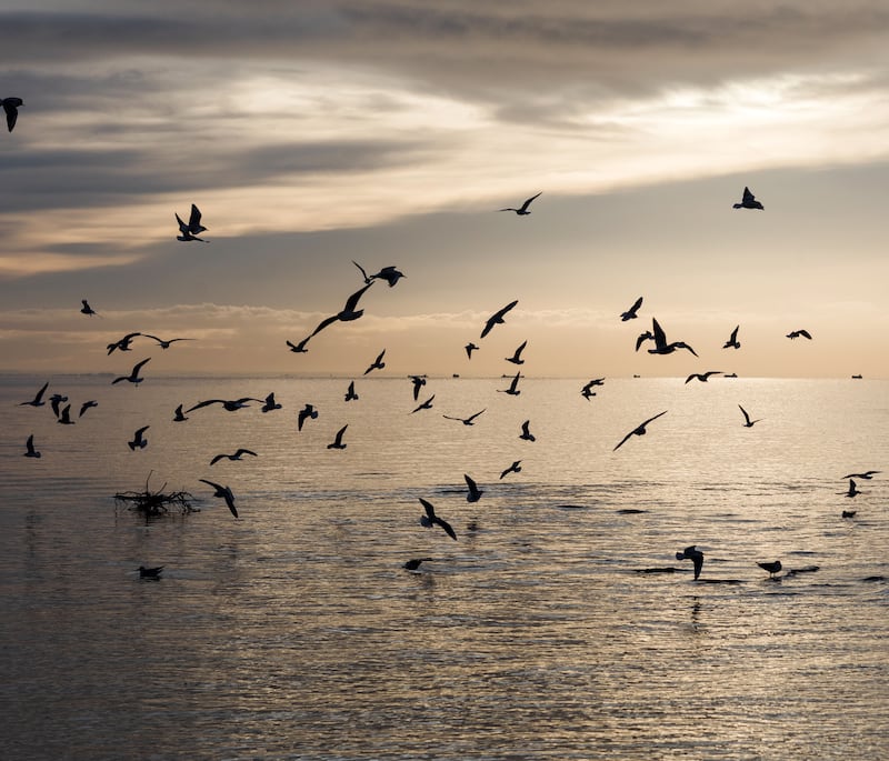 Birds take in the dawn light at Ballyronan Harbour as sand-dredgers move along the horizon, preparing for the daily dredging of the lough’s bed. Photograph: Joe Laverty