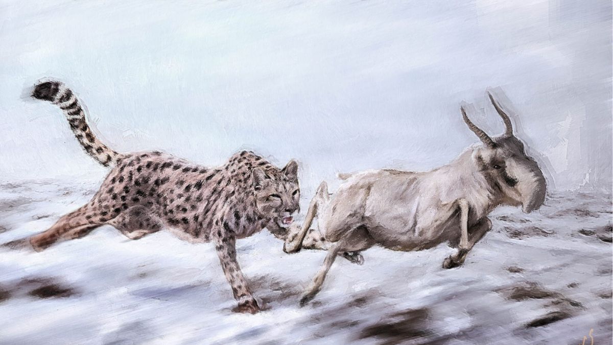 The Super-Speedy "American Cheetah" Wasn't A Cheetah At All, A Genetic Comparison to Lions And House Cats Suggests