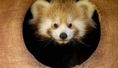 Red panda cubs born at Fota Wildlife Park venture out at dusk in further boost to conservation scheme – The Irish Times