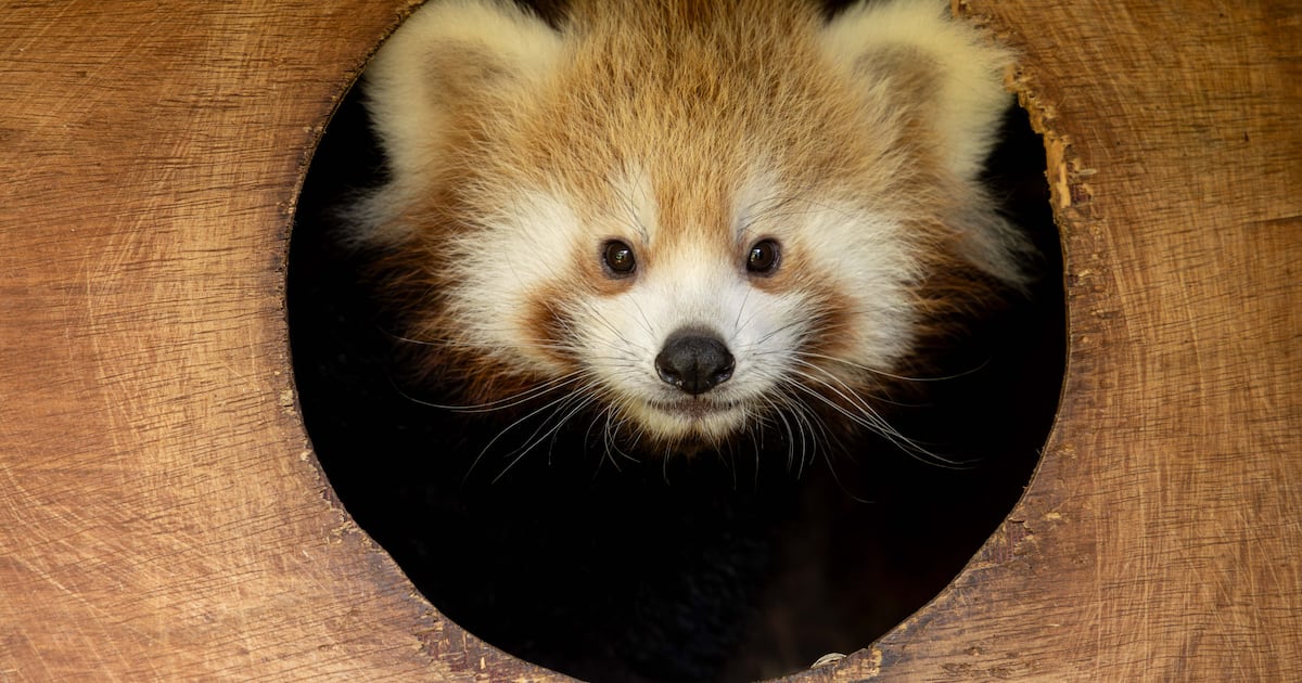 Red panda cubs born at Fota Wildlife Park venture out at dusk in further boost to conservation scheme – The Irish Times
