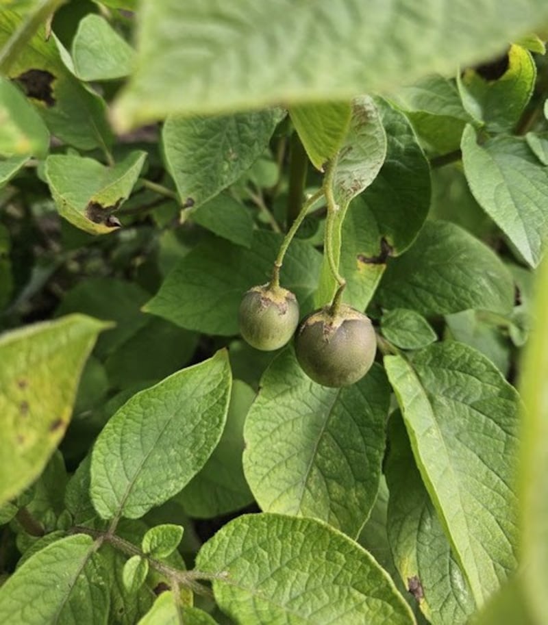 The fruit of the potato plant. Photograph: Jason Cross