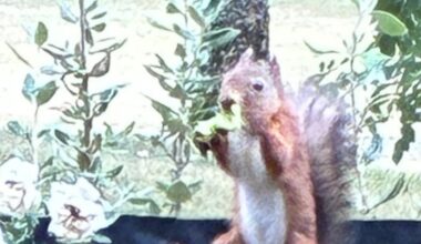 This red squirrel keeps visiting my flower box. It’s not doing what I thought it was – The Irish Times