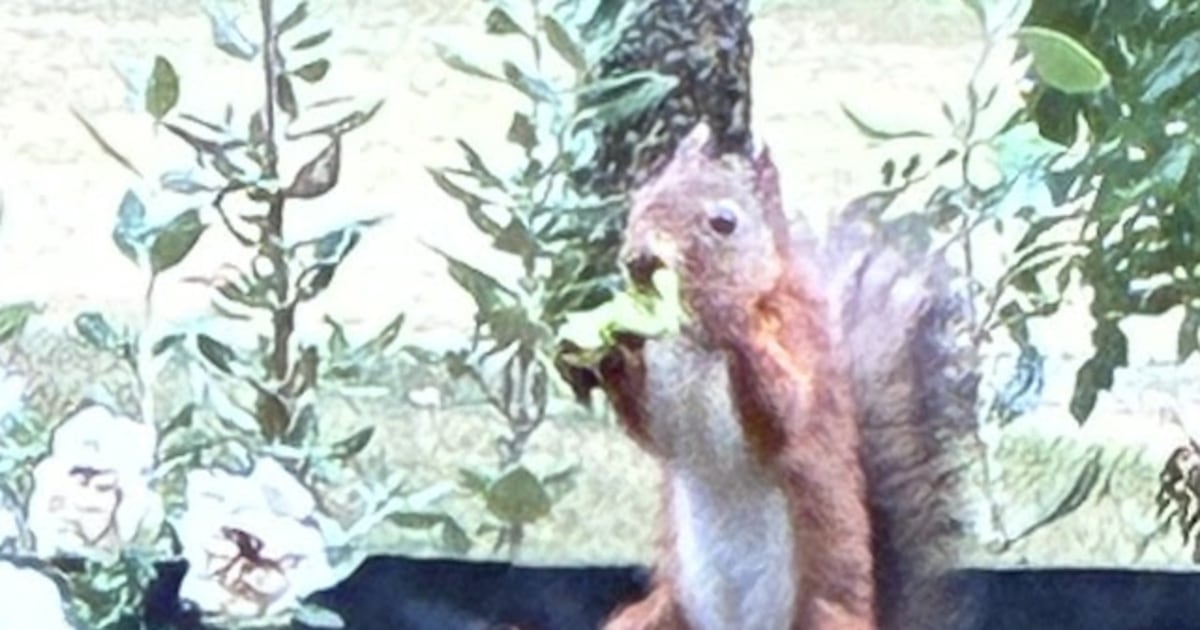 This red squirrel keeps visiting my flower box. It’s not doing what I thought it was – The Irish Times