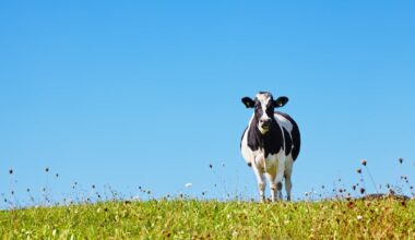 Grass-fed dairy: Ireland eyes Asia's premium nutrition boom