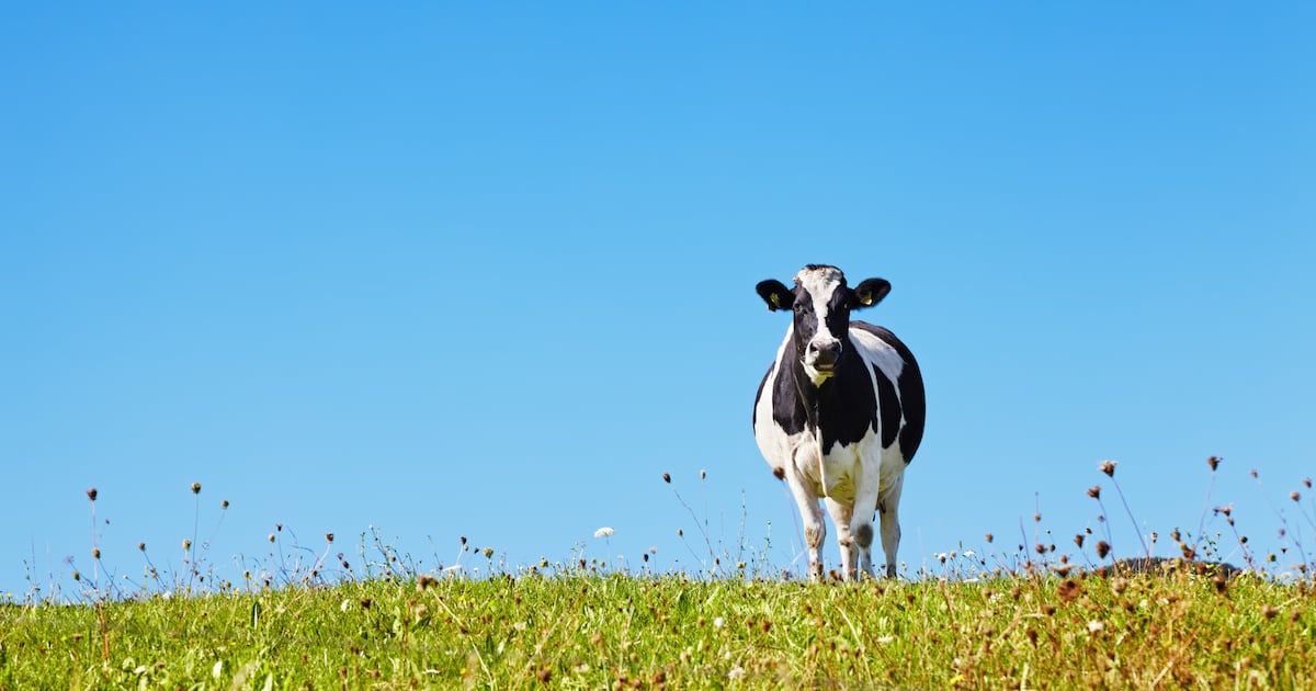 Grass-fed dairy: Ireland eyes Asia's premium nutrition boom