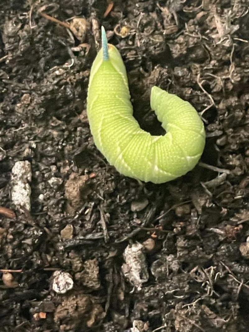 The lime hawk moth caterpillar feeds on the leaves of the lime tree. Photograph: Jaimie Shevlin