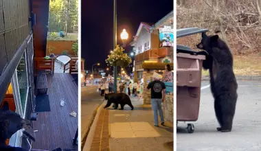Bear encounters are rising across the United States. Here’s why.