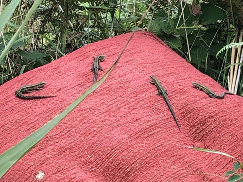 Lazy lizards. Photograph: Collette Fitzgerald