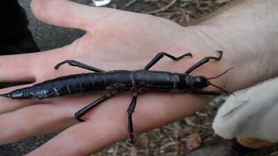 In 2003, scientists took two pair of giant stick insects from Ball’s Pyramid to Melbourne Zoo; 11 years later, their descendants had produced more than 11,000 young