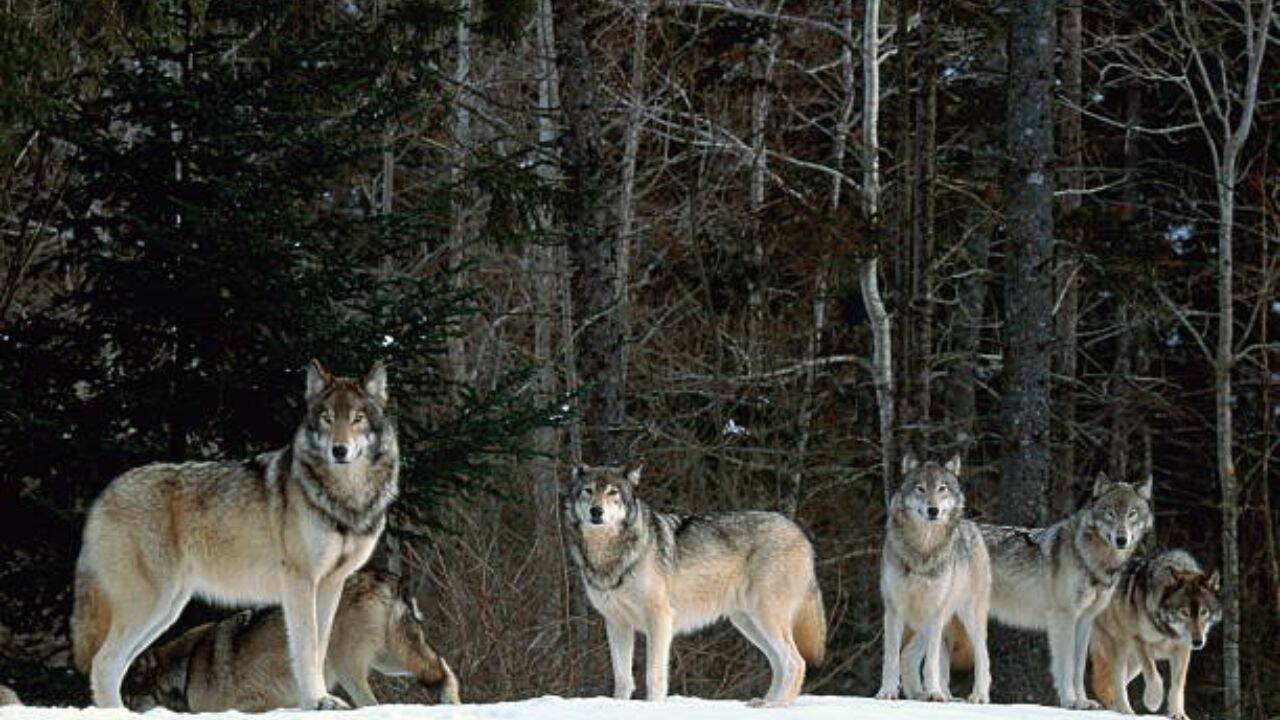 Many wolves suffer a slow, painful death, according to information obtained by Pacific Wild. A minor threat<br><br>