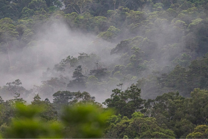 misty clouds over a rainforest