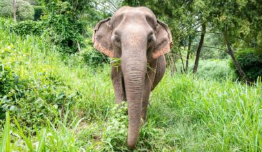 View of an Indian elephant (Elephas maximus indicus), a subspecies of the Asian elephant in Northern Thailand