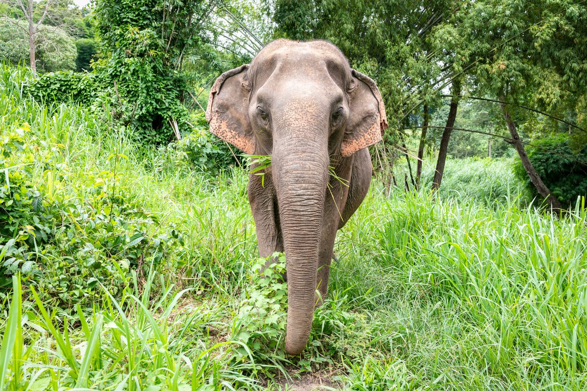 View of an Indian elephant (Elephas maximus indicus), a subspecies of the Asian elephant in Northern Thailand