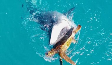 Tiger shark and sea turtle