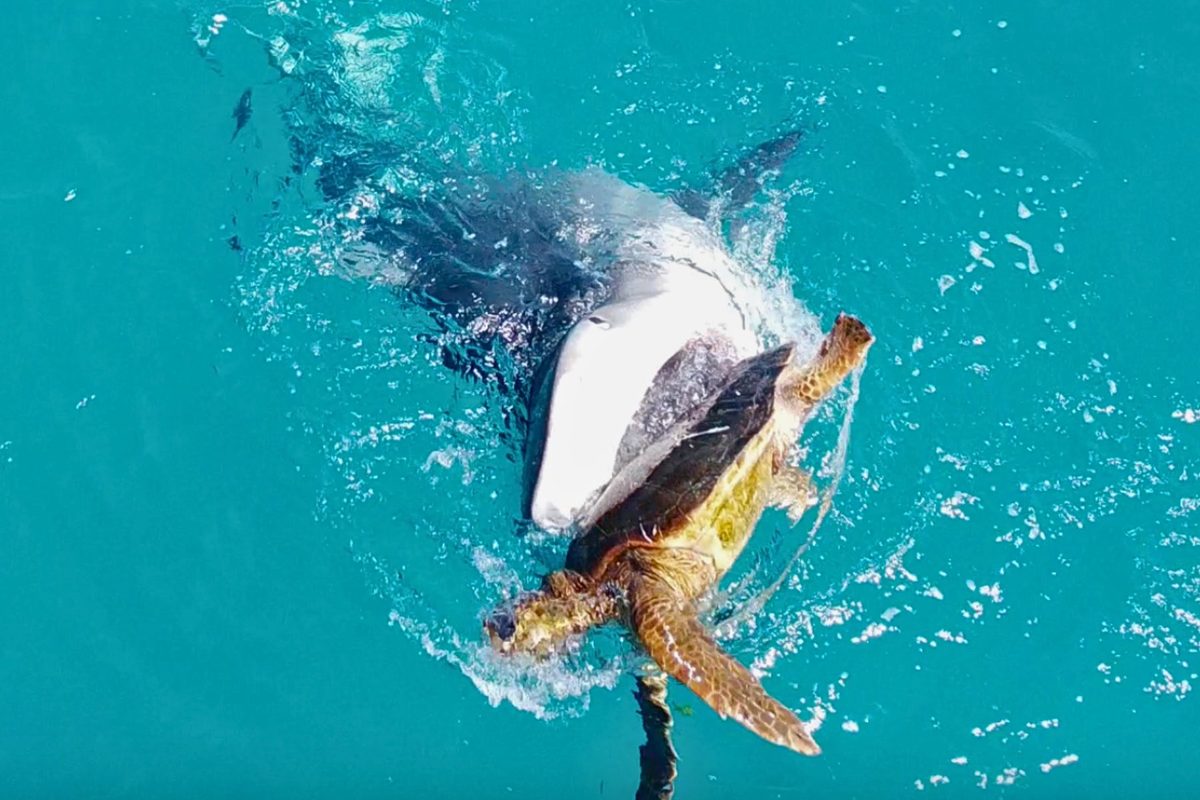 Tiger shark and sea turtle