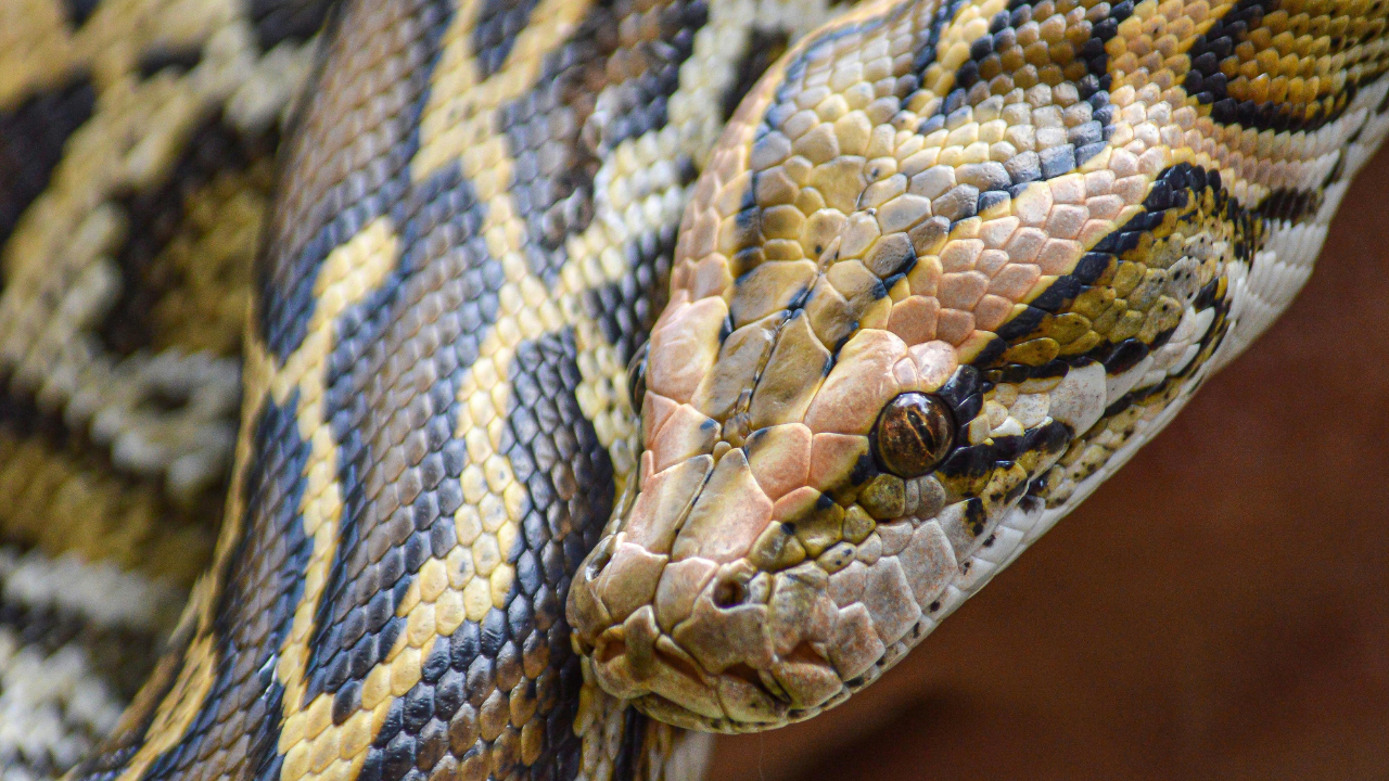 According to USGS, conservatively, tens of thousands of invasive Burmese pythons are estimated to be present in the Greater Everglades region (Image: Canva) According to USGS, conservatively, tens of thousands of invasive Burmese pythons are estimated to be present in the Greater Everglades region (Image: Canva)