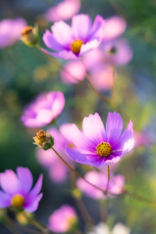 Several pink cosmos flowers with yellow centers bloom in a soft-focus garden setting.