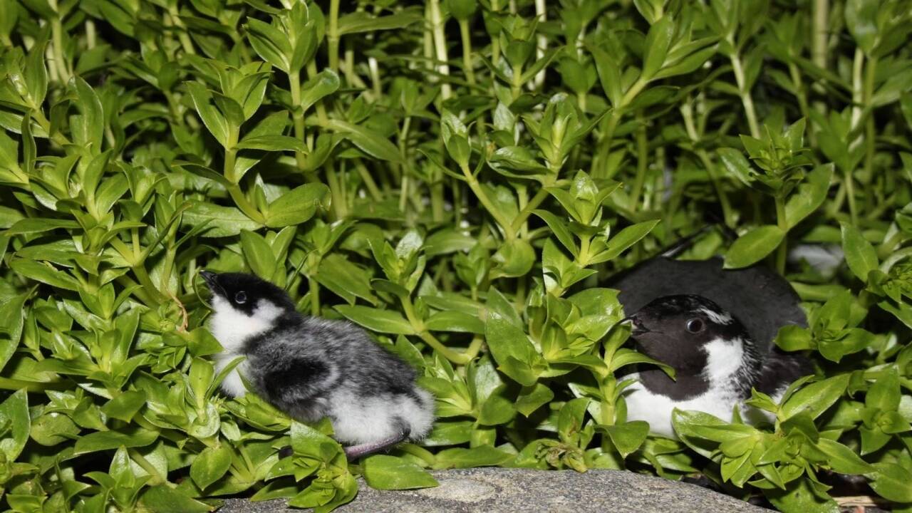 Image of an ancient murrelet chick and adult. Credits - Wikimedia Commons Ancient_murrelet_chick_and_adult_