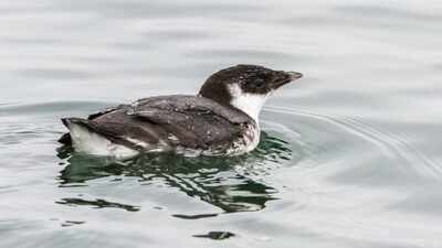 In 1995, Canada eradicated rats from British Columbia’s Langara Island; by 2004, ancient murrelet pairs had nearly doubled to 20,000–30,000
