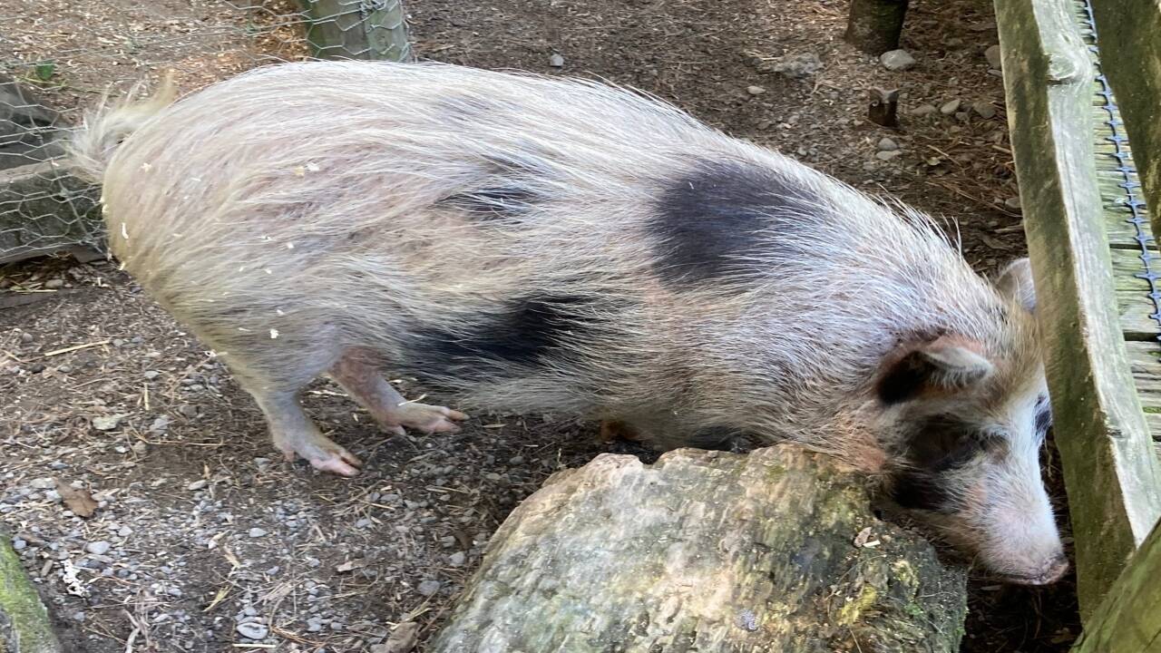 Auckland Island pig at Staglands Wildlife Reserve and Cafe, Wellington Region, New Zealand. Credits - Wikimedia Commons Auckland Island pig