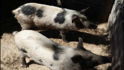 In 1807, sailors left pigs on a remote island as emergency food; 192 years later, rescuers found small, athletic animals valuable to medical research