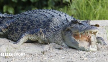 An Australian saltwater crocodile basks on a riverbank