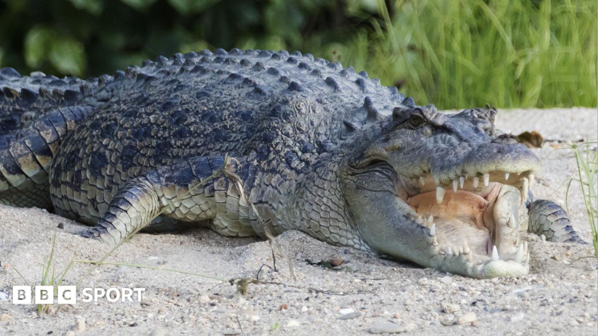 An Australian saltwater crocodile basks on a riverbank