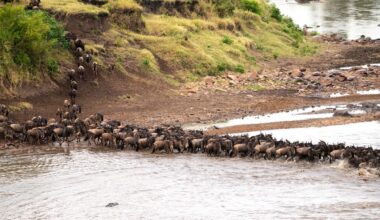 Zebras and wildebeest crossing the Mara river